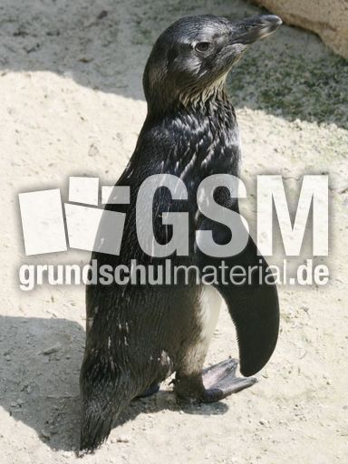 Brillenpinguin-212.jpg